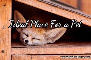 Ideal Place For a Pet According to Vastu Shastra